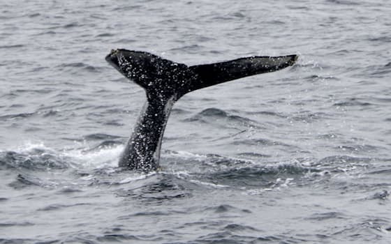 東京湾アクアライン付近を泳ぐクジラとみられる大型の海洋生物
（19日午後）=横浜海上保安部提供・共同