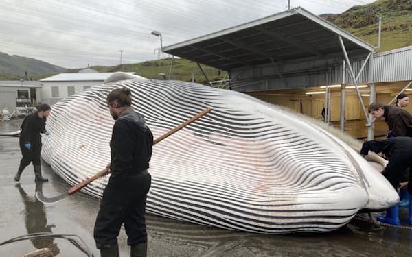 アイスランド産鯨肉は4年ぶりに輸入が再開する