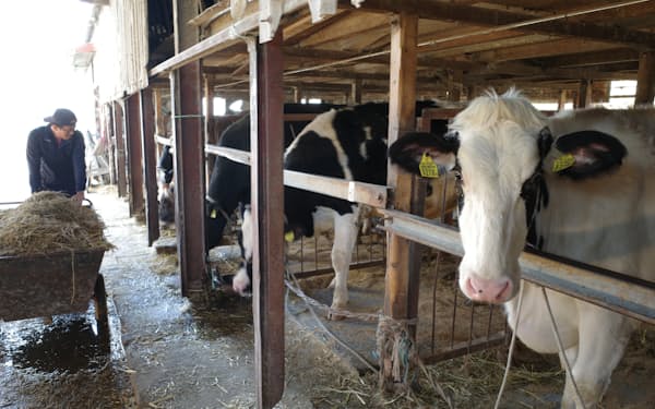 輸入飼料から国産飼料に切り替えている愛知県西尾市の牧場