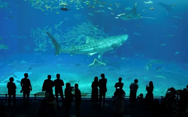 観光客でにぎわう沖縄美ら海水族館（22年11月、沖縄県本部町）