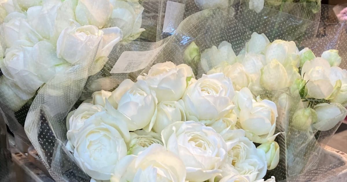 P1cl6pxelcdzxm P1cl6pxelcdzxm