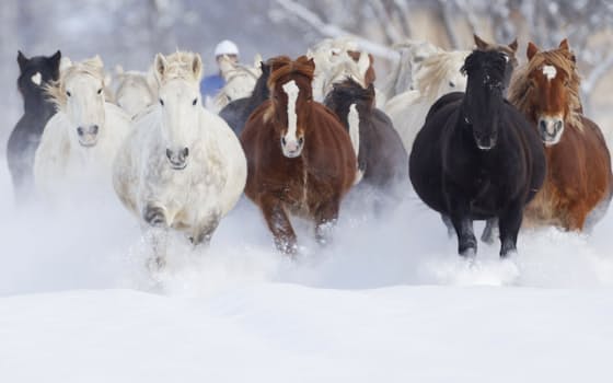 北海道音更町の家畜改良センター十勝牧場で、冬場の運動不足解消や難産を防止するため、雪を蹴散らして走る出産を控えた牝馬（24日）=共同