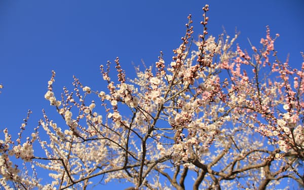 「水戸の梅まつり」は毎年、梅の花の見ごろに合わせ、水戸市で開催されてきた（過去の開花風景）