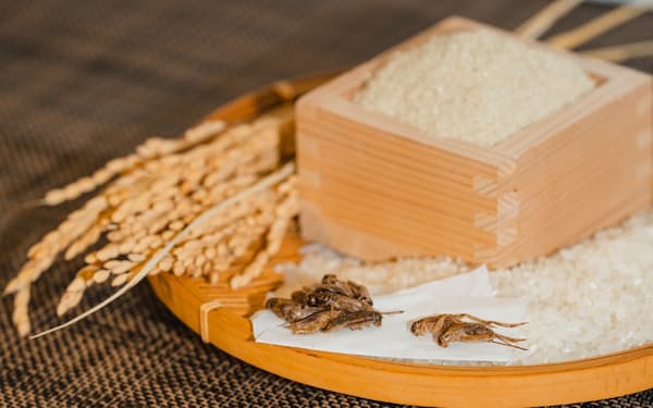 米ぬかを飼料にした食用コオロギは、風味が向上し食べやすいという