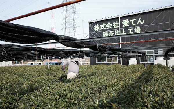 抹茶の原料となる茶を育てる畑と仕上げ工場（愛知県西尾市）
