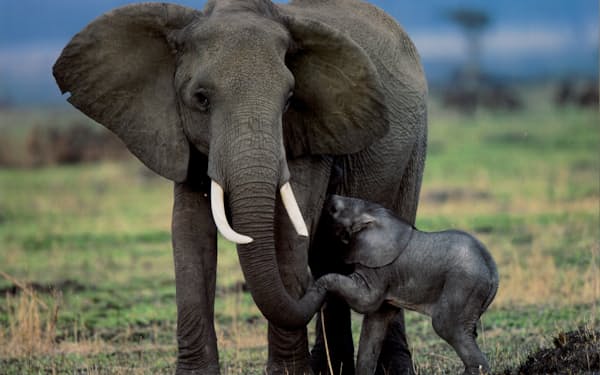 産まれたばかりの赤ちゃんに授乳するアフリカゾウ。よろめく子ゾウの左足を鼻で支える