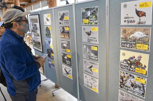 鳥取県米子市の「米子水鳥公園」で始まった「珍鳥総選挙」で掲示された野鳥の写真。園で確認された絶滅危惧種などで、上位12種を選び2024年のオリジナルカレンダーに掲載する（1日午前）=共同