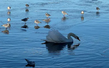ルディガー・ドーンブッシュが生まれたドイツの湖に浮かぶ白鳥。水面に映る影は「黒い白鳥」のようにも見える