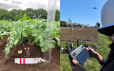 地上部からジャガイモの重量を推定できるモデルを開発した=東京大学提供