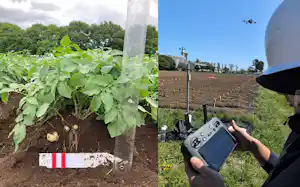 地上部からジャガイモの重量を推定できるモデルを開発した=東京大学提供 地上部からジャガイモの重量を推定できるモデルを開発した=東京大学提供
