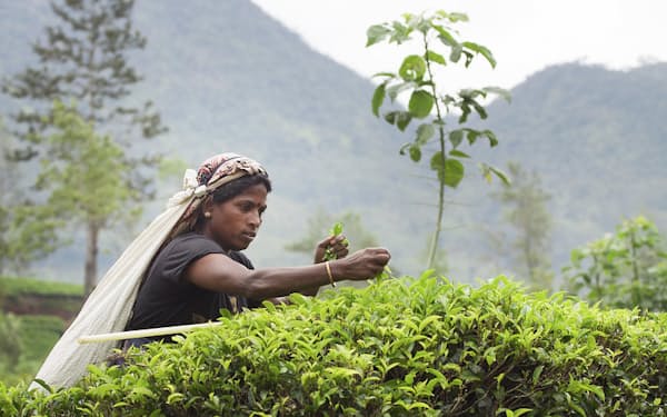 スリランカは茶葉の生産が２割減った
