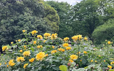晴れると気温が上がりバラの開花も進む(東京都世田谷区)