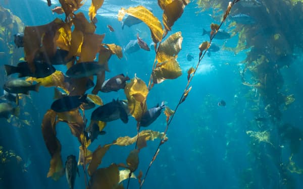 海洋植物のＣＯ２を吸収する働きが注目されている