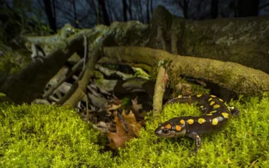 米国イリノイ州カーボンデール。夜、イトスギの湿地のそばをはうスポテッドサラマンダー(Ambystoma maculatum)。 (EMANUELE BIGGI, MINDEN PICTURES)