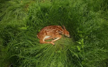 米ニューヨーク州の深い草むらで休むオジロジカ(Odocoileus virginianus)の子ども。野生動物の専門家たちは、子ジカなどの赤ちゃん動物を「保護」しようとする行為が、かえって彼らを危険にさらす結果になりかねないと警告している。(John Cancalosi, Nature Picture Library)