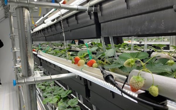 豊田合成は工場内でイチゴ栽培を始めた