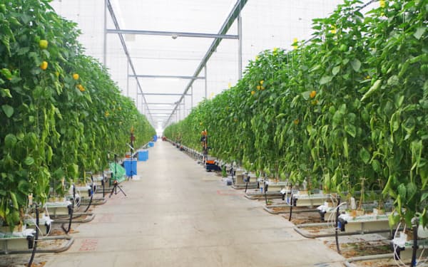 SAC磐田はICTを採り入れた大規模ハウスでパプリカを栽培する