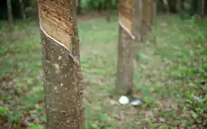 タイの農園に並ぶゴムの木。白く見えるのが乳液=ロイター タイの農園に並ぶゴムの木。白く見えるのが乳液=ロイター