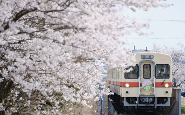駅ナカで満開の桜を楽しめる（常総線の黒子駅、茨城県筑西市）