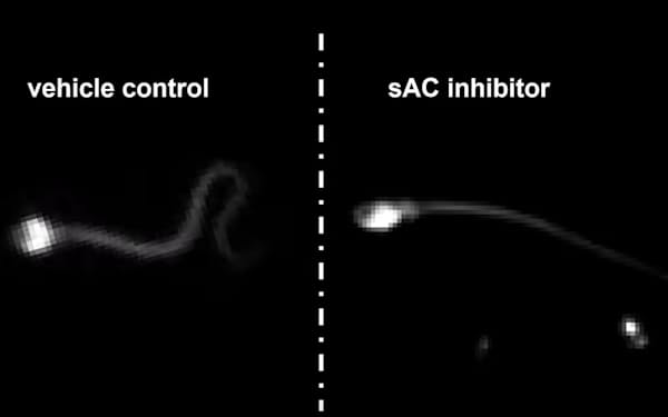 たんぱく質「sAC」の阻害剤を投与すると、精子の運動能力が一時的になくなる㊨（米コーネル大学などの研究チームの動画から）