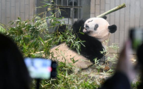 中国への返還前最後の観覧日を迎え、訪れた人たちにくつろいだ姿を見せるジャイアントパンダのシャンシャン（19日、東京都台東区の上野動物園）