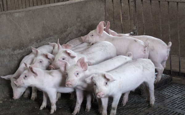 中国で豚肉の需給が緩んでいる＝ロイター