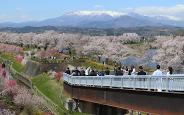 「一目千本桜」では蔵王連峰の残雪との共演が魅力だ(4月12日、宮城県柴田町)