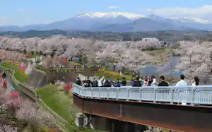 「一目千本桜」では蔵王連峰の残雪との共演が魅力だ(4月12日、宮城県柴田町) 「一目千本桜」では蔵王連峰の残雪との共演が魅力だ(4月12日、宮城県柴田町)