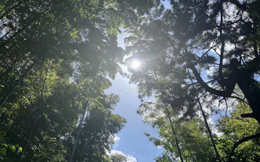青々とした木立に夏を思わせる日の光が降り注ぐ(5月10日、東京都内)