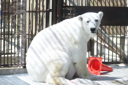 愛媛訪問中の両陛下、全国植樹祭に とべ動物園で「ピース」と対面も - 日本経済新聞