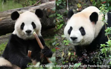 中国がアトランタに貸与を表明した2頭のパンダ=アトランタ動物園提供