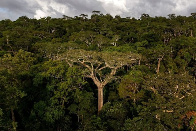 マダガスカル北部の保護林アンカラナ特別保護区に生息する、世界でもっとも希少なバオバブ種アダンソニア・ペリエリ（Adansonia perrieri）（PHOTOGRAPH BY WILLIAM DANIELS, NATIONAL GEOGRAPHIC）