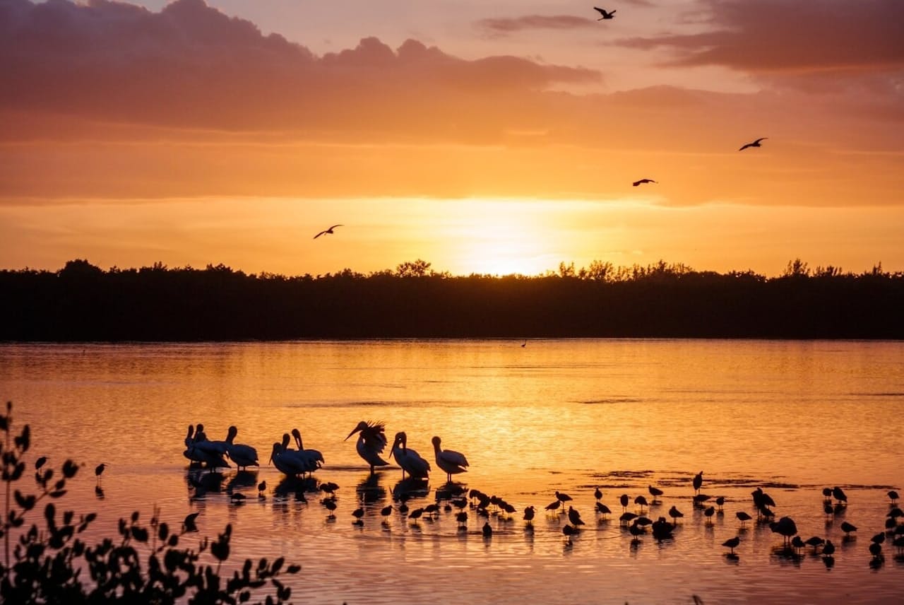 米フロリダ州サニベル島にあるJ.N.ディンダーリン国立野生生物保護区のラグーンで過ごすシロペリカンなどの渡り鳥。サニベル島は、島の3分の2が保護区に指定されている（PHOTOGRAPH BY JEFFREY GREENBERG, UNIVERSAL IMAGES GROUP/GETTY IMAGES）