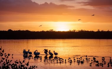 米フロリダ州サニベル島にあるJ.N.ディンダーリン国立野生生物保護区のラグーンで過ごすシロペリカンなどの渡り鳥。サニベル島は、島の3分の2が保護区に指定されている（PHOTOGRAPH BY JEFFREY GREENBERG, UNIVERSAL IMAGES GROUP/GETTY IMAGES）