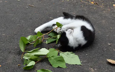 マタタビに体をこすりつける野良猫=岩手大学提供