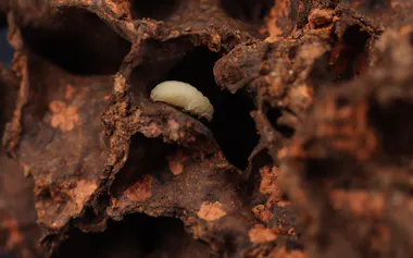シロアリの巣内で共生する新種のテントウムシの幼虫=九州大学提供