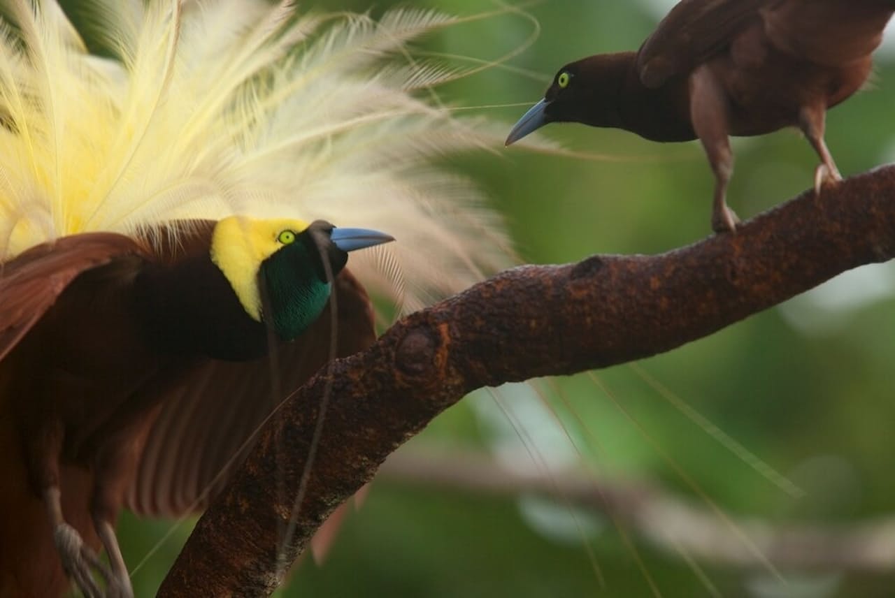 色鮮やかな羽をメスに見せるゴクラクチョウのオス（PHOTOGRAPH BY TIM LAMAN, NAT GEO IMAGE COLLECTION）