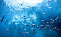 海洋生態系への向き合い方が企業価値を左右する時代に。環境DNAを使ったビッグデータでリスクを減らすことができる（写真はイメージ）