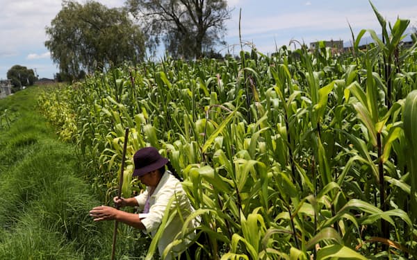 メキシコ政府は自国のトウモロコシ農家を保護しようとしている（メキシコ中部メキシコ州）＝ロイター