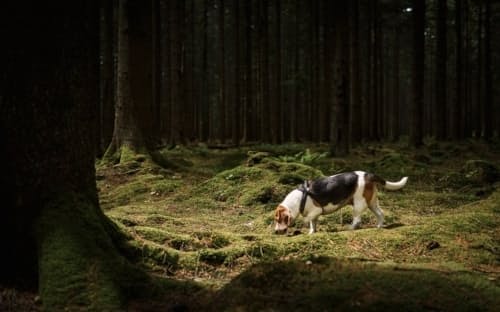 森のにおいを嗅ぐビーグル犬。新型コロナウイルス感染症やがんといった病気の兆候を嗅ぎ分ける優れた嗅覚をもつ生物は、イヌ以外にも複数存在する。（PHOTOGRAPH BY JOHNER IMAGES, GETTY IMAGES）