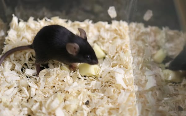 マウスに「食わず嫌い」などの食行動を再現させ、脳の活動を調べる