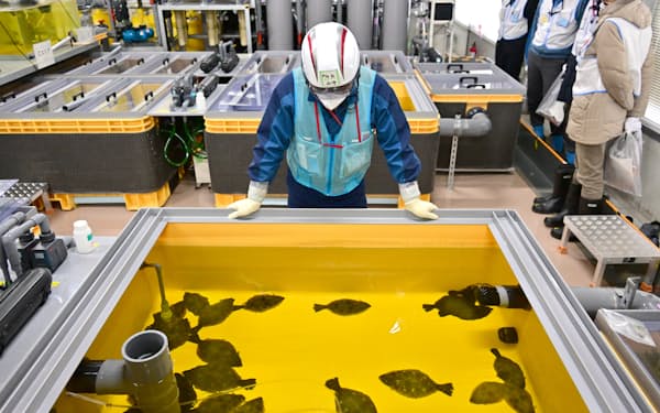 福島第1原発構内に設けられた、ALPS処理水でヒラメを試験飼育する施設（３日、福島県大熊町）