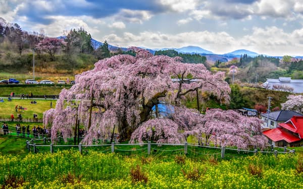 国の天然記念物に指定されている三春滝桜（2018年４月、福島県三春町）