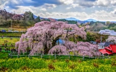 滝桜の三春、持続する自治　住民組織が土地利用も議論
