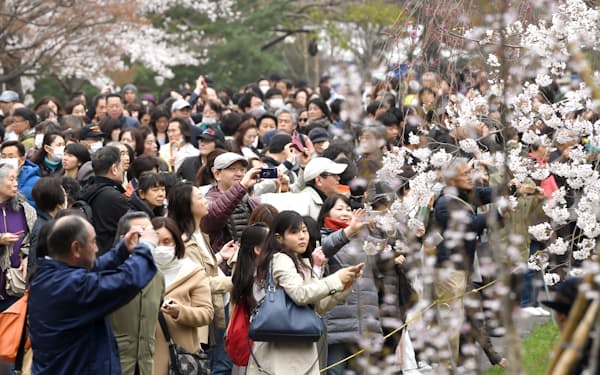 皇居・乾通りの春の一般公開が始まり、沿道の桜を楽しむ人たち(2019年3月)