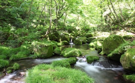 今年で２０周年を迎える水資源涵養活動「サントリー天然水の森」