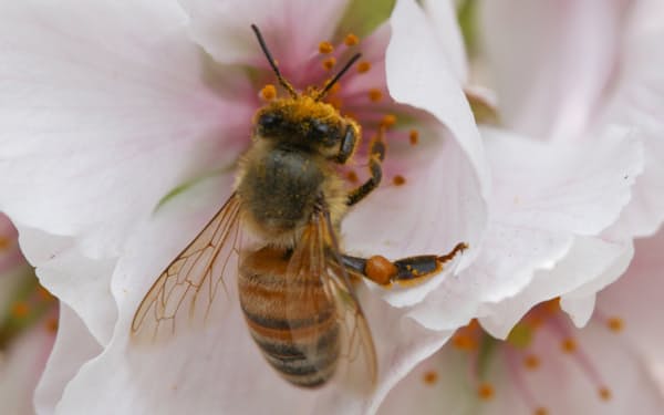 花のミツを集めるミツバチ
