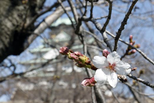 大阪城公園で開花した標本木のソメイヨシノ（19日、大阪市）=共同