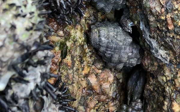 沿岸の岩場に生息する巻き貝のイボニシ＝森下文浩助教提供