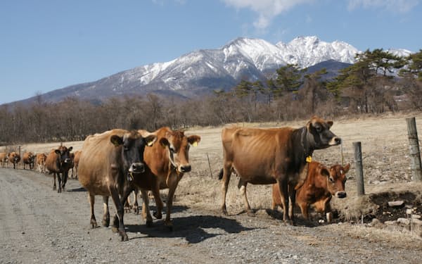 八ケ岳を望む放牧地で午前中のんびり過ごし、牛舎に戻るジャージー牛（山梨県北杜市）